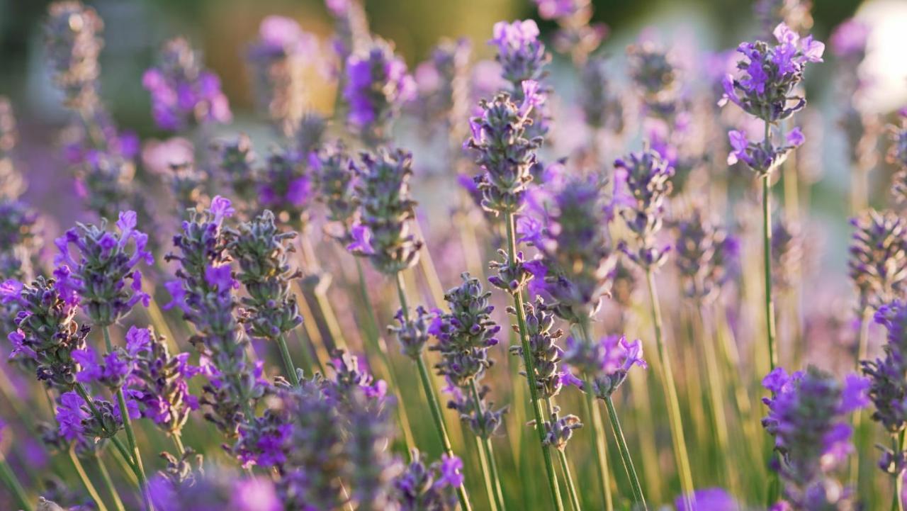 Lavanda Apartments & Room Sveti Lovreč Pazenatički المظهر الخارجي الصورة